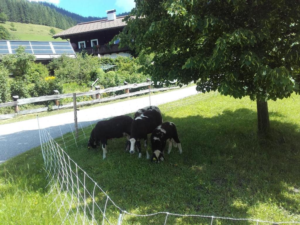 Neudegghof Apartment Eben Im Pongau Luaran gambar